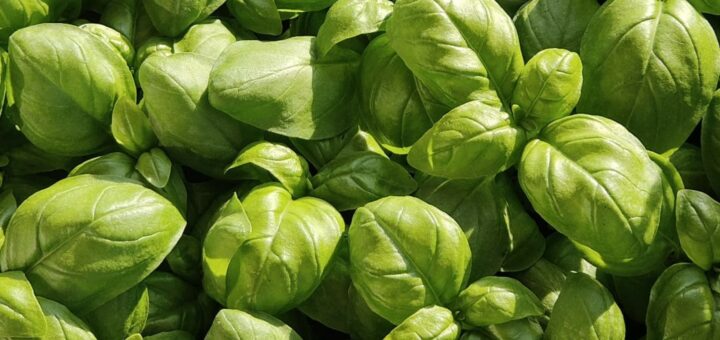 basilico