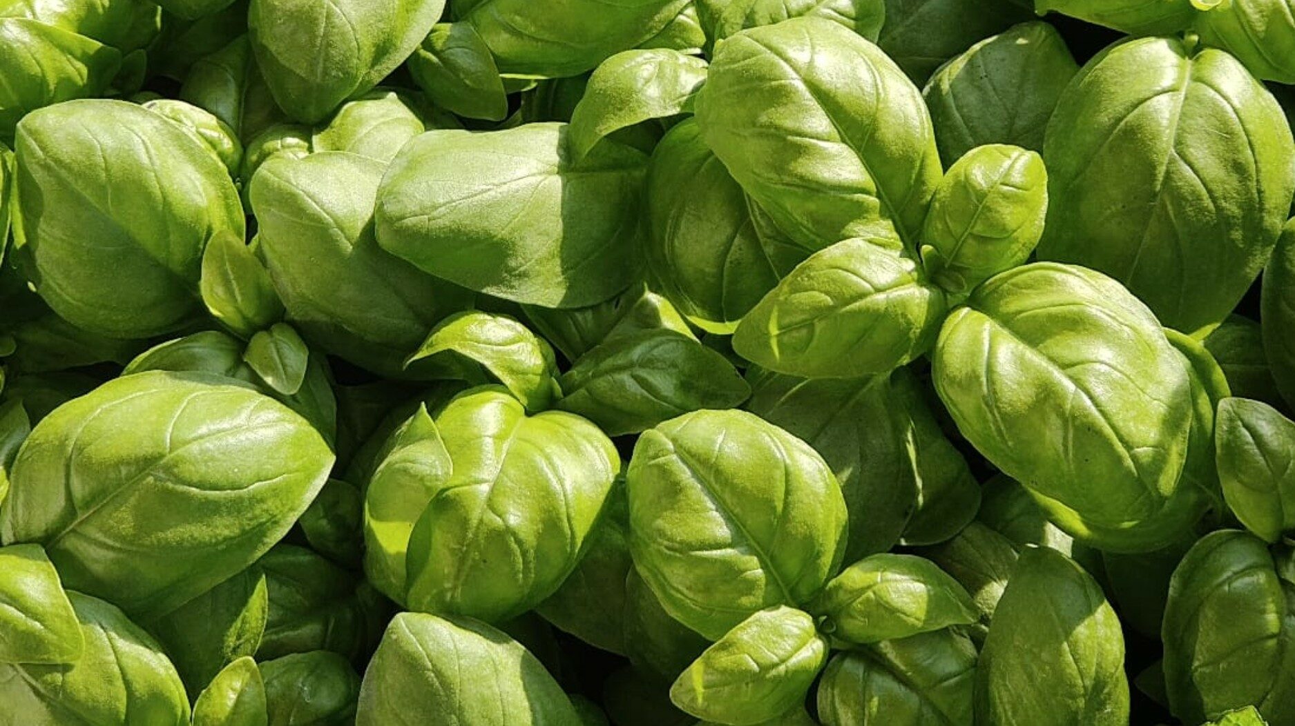 basilico