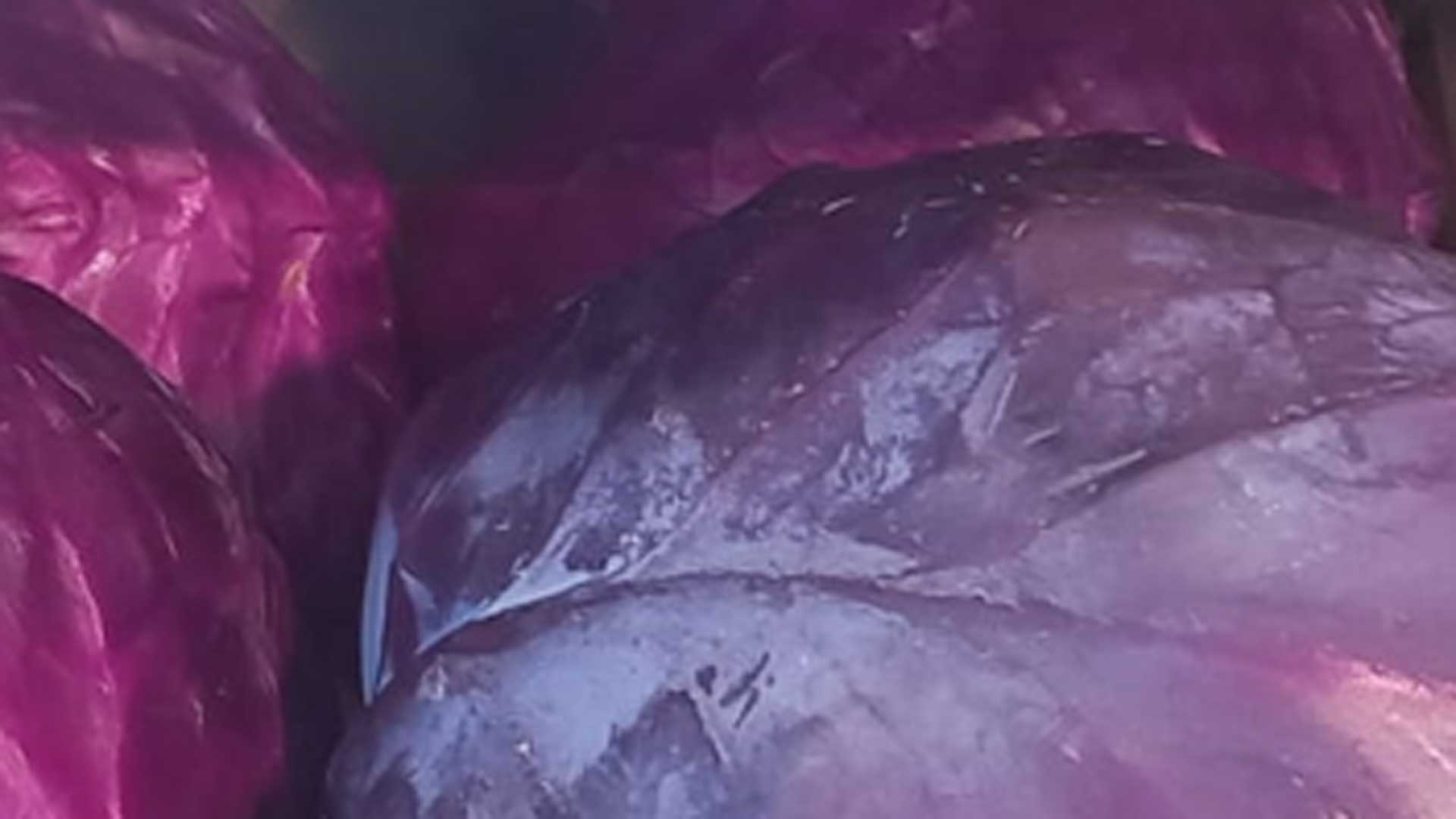 Quando cerchi sapore e colore in un solo ingrediente, il cavolo rosso è la risposta giusta.