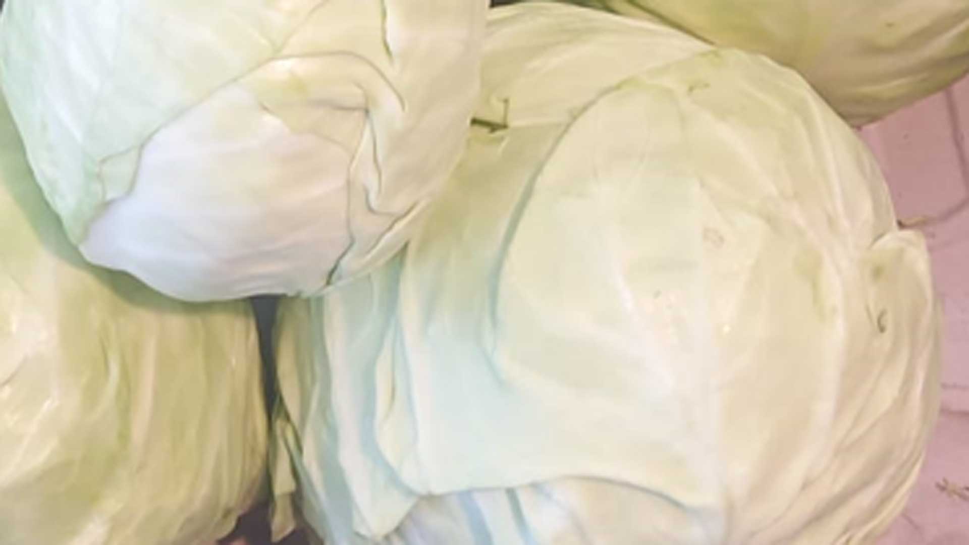 Il cavolo cappuccio è coltivato principalmente nelle regioni del centro nord d'Italia: lì il clima temperato e le condizioni climatiche sono ideali. 