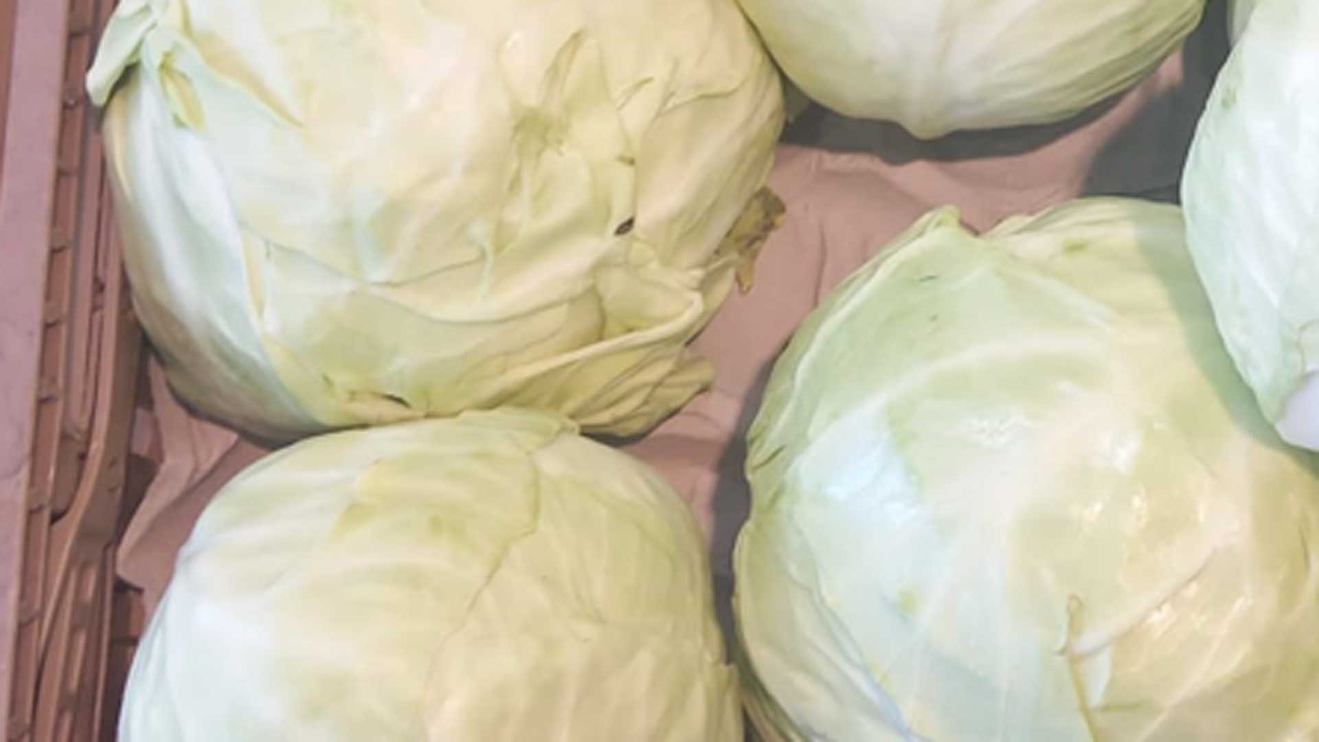 Il cavolo cappuccio è una certezza in cucina: delicato nel gusto, ma pieno di benefici.