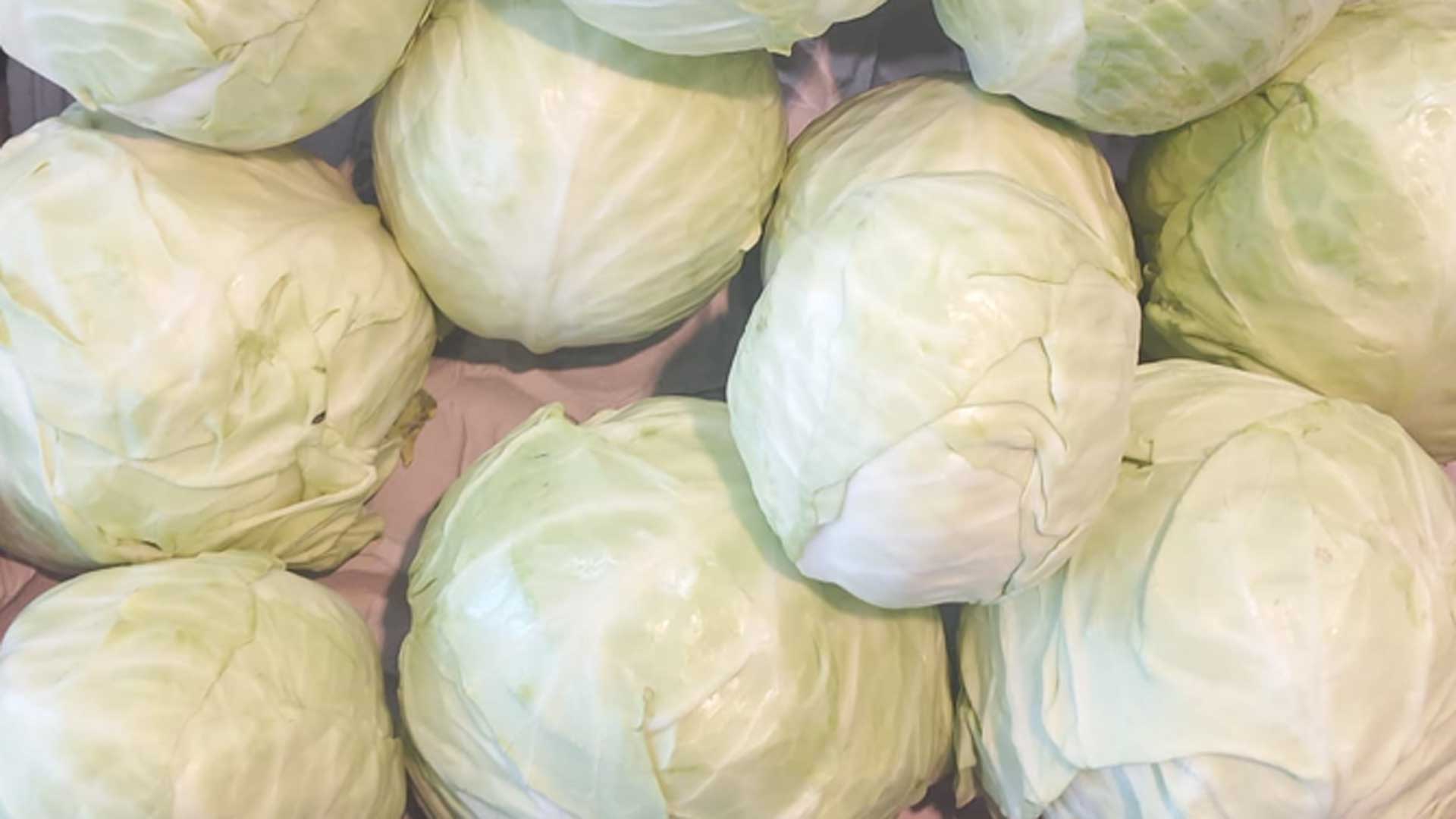 Il cavolo cappuccio, con il suo gusto più morbido, è perfetto per piatti leggeri e versatili.