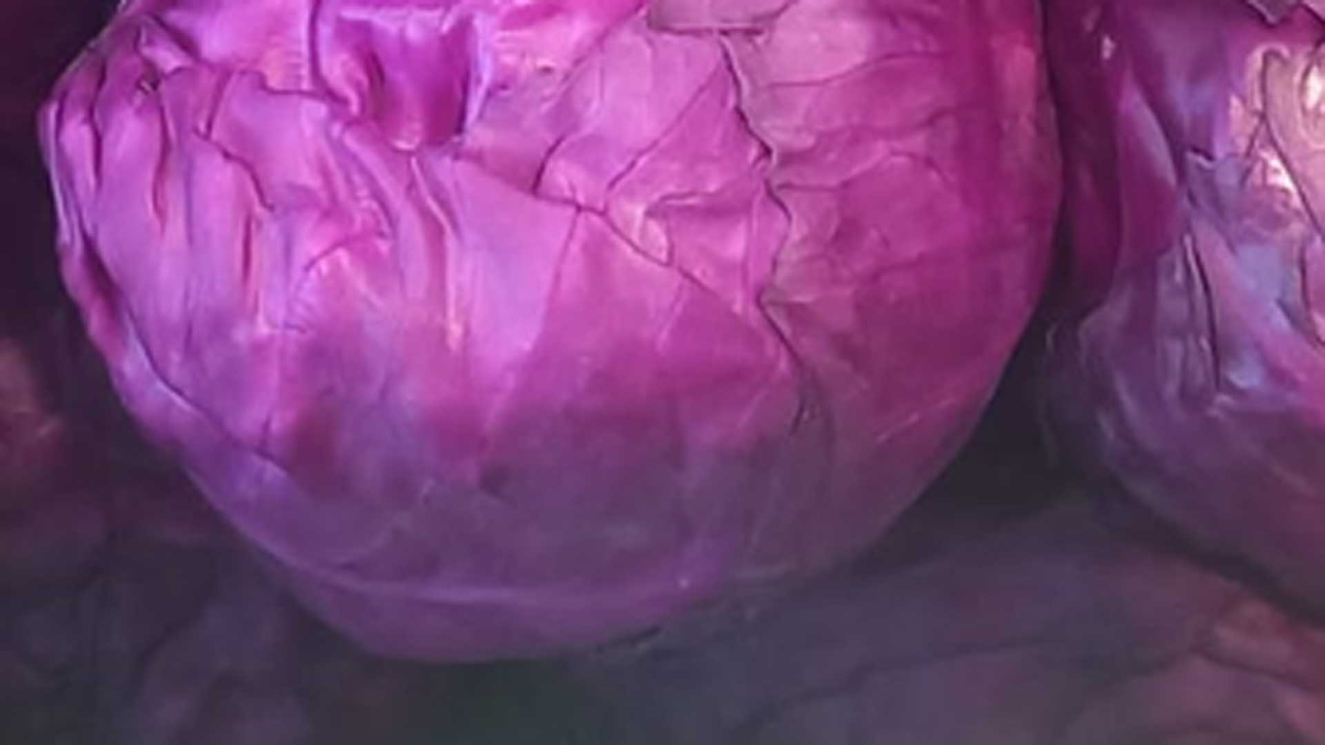 Il cavolo rosso porta in tavola non solo colore, ma anche protezione contro lo stress ossidativo.