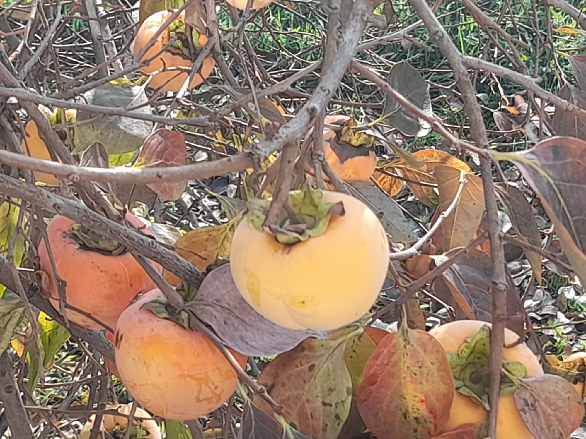 Lo sapevate che il caco ha origini cinesi?